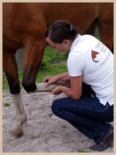 `Hand ans Pferd` Pferdeosteopathie - Untersuchung Sehne